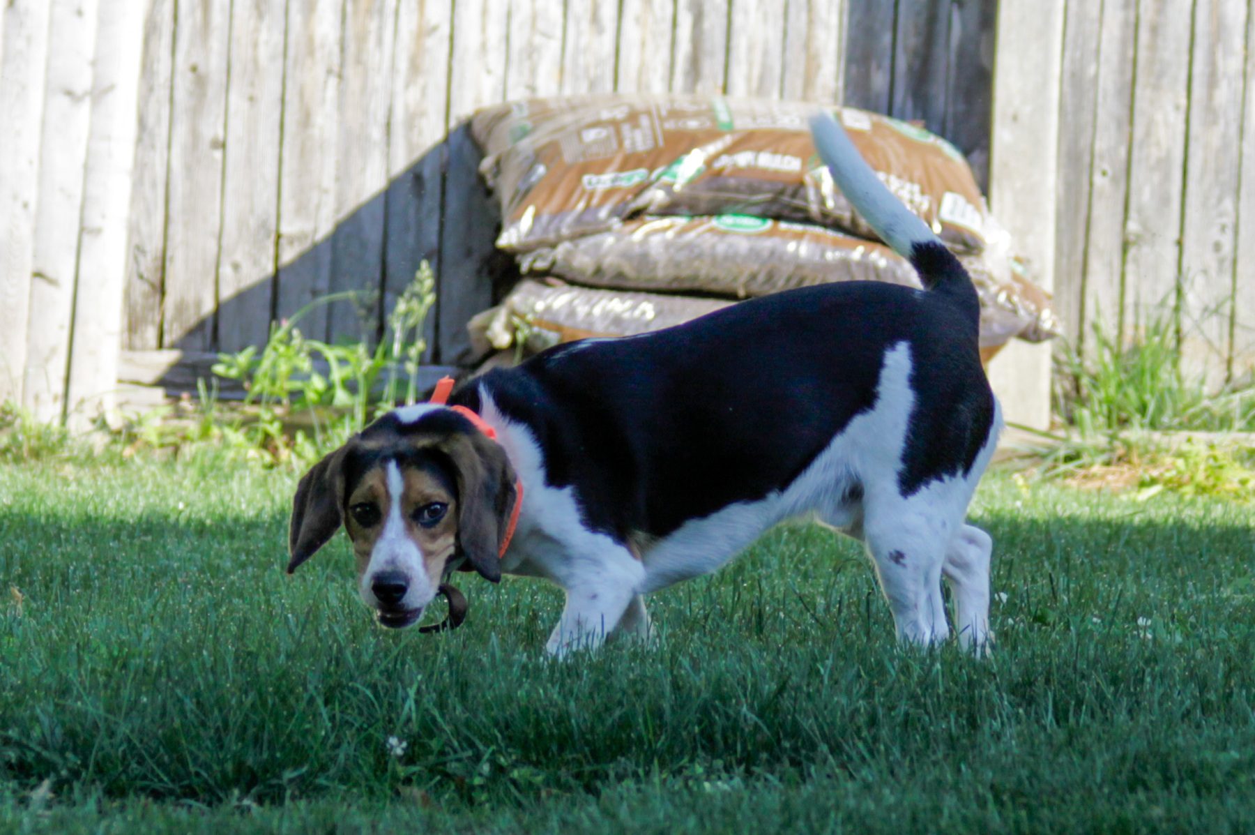 Skippy on the Prowl (testing lens)