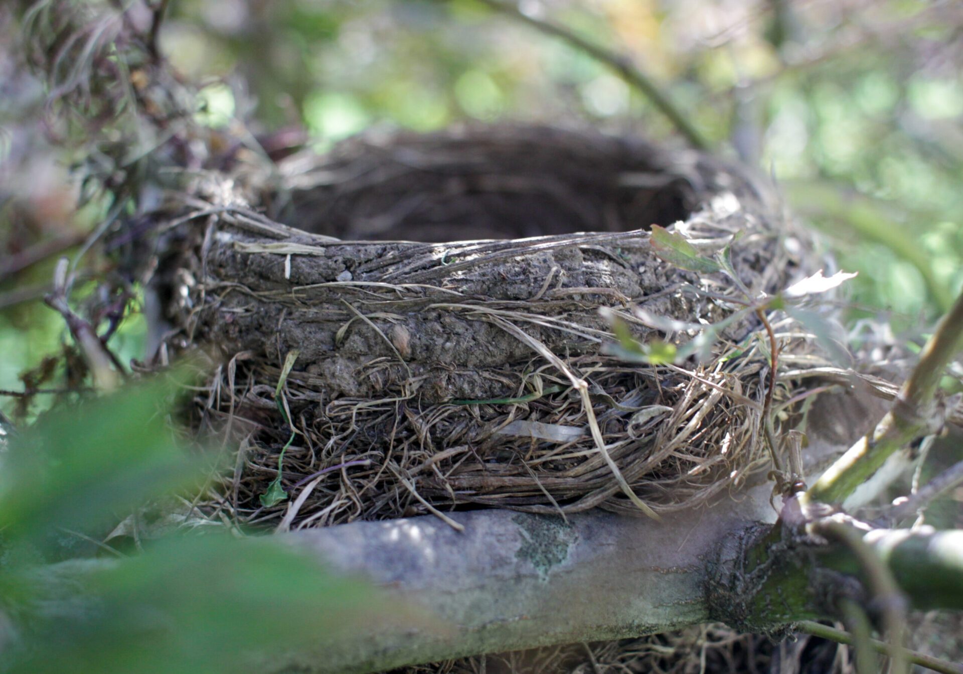 Newly Hatched American Robin Baby Birds