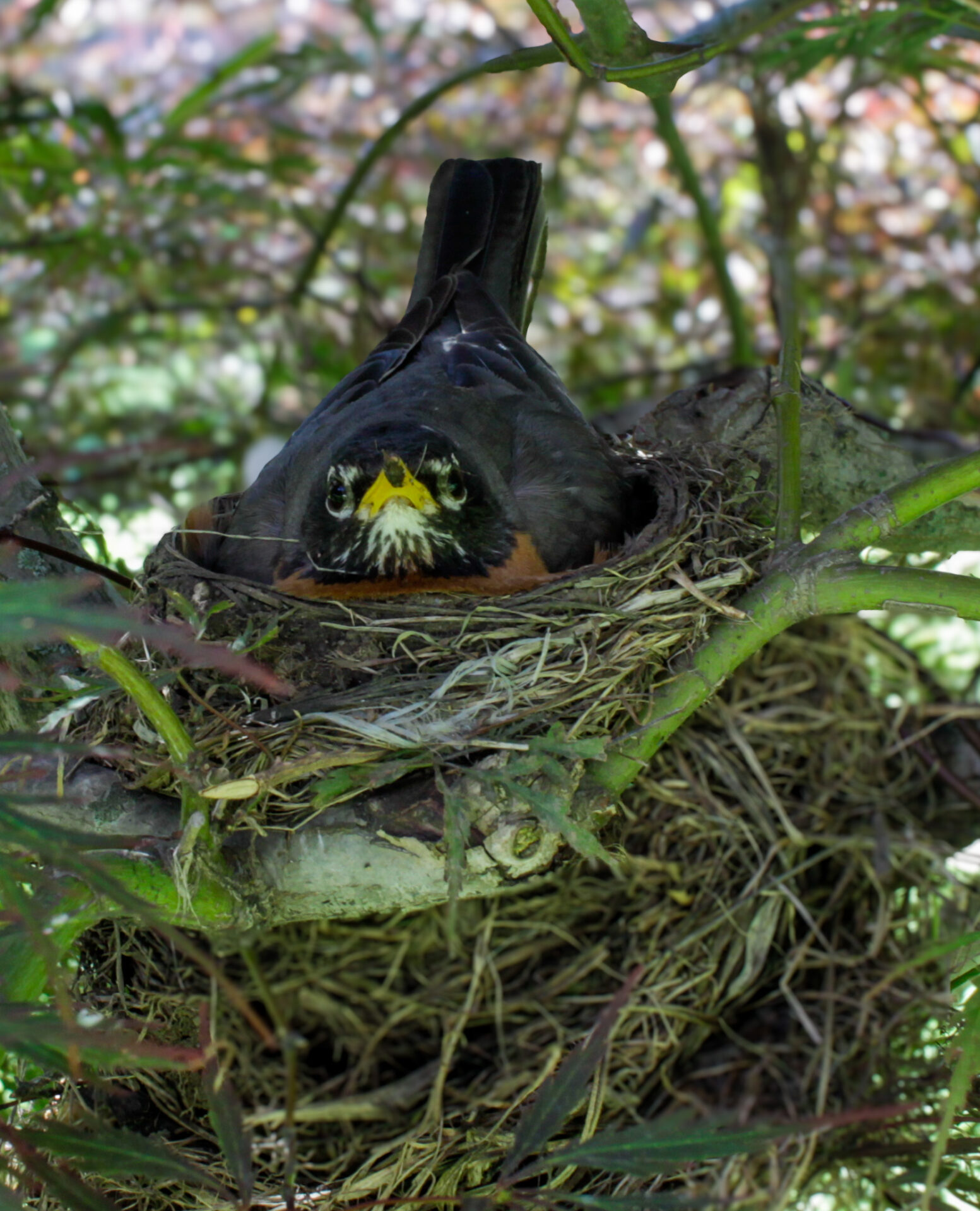 American Robin Babies (update 6/15-6/16)