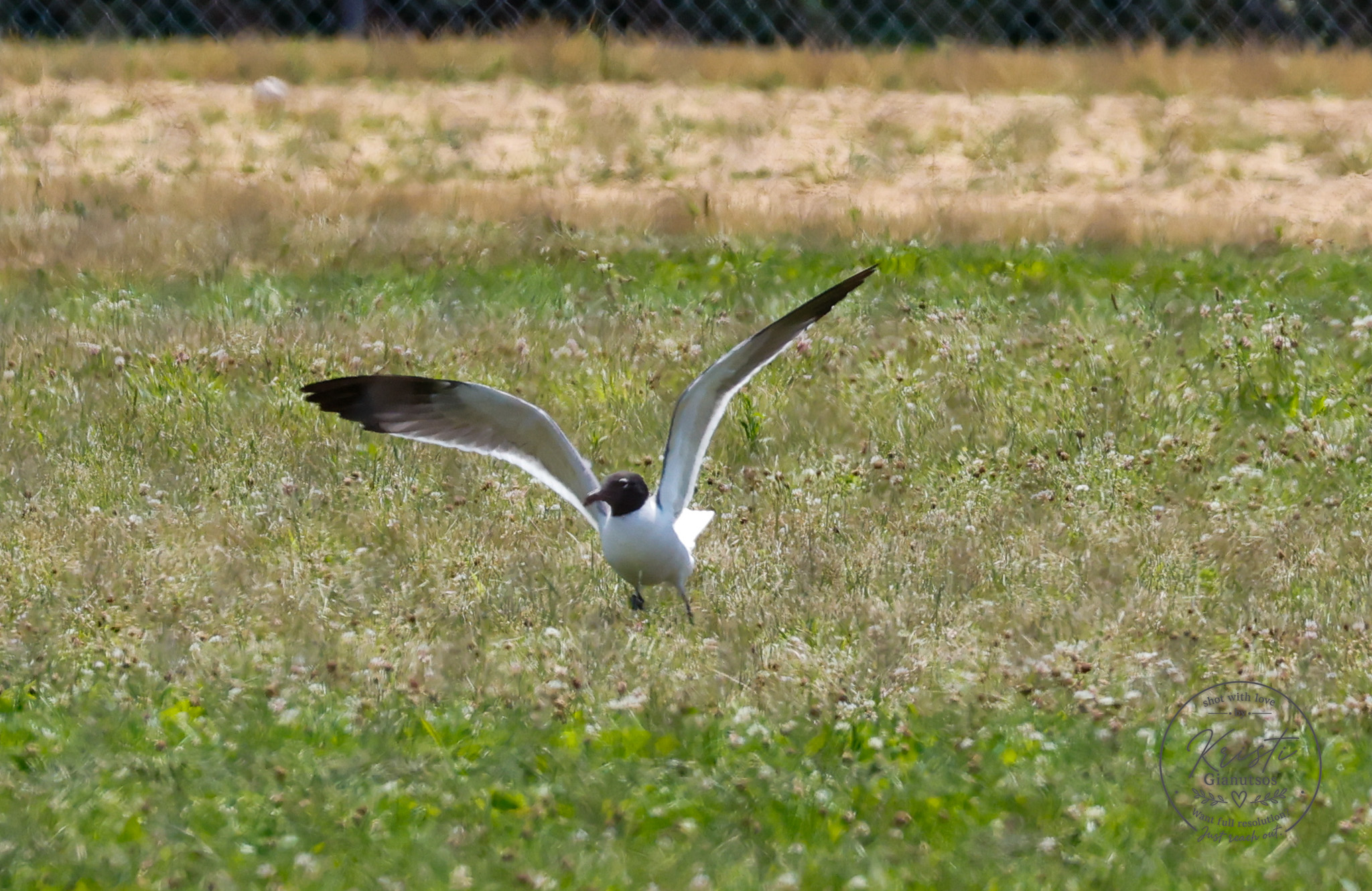 John HTB Chasing Birds